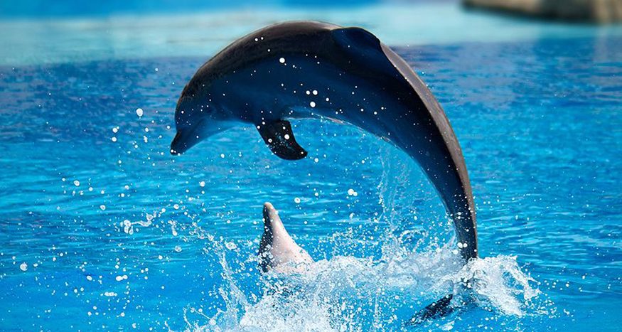 Two dolphins are shown in a pool at Lisbon Zoo. One is in the water, and the other is in the air diving back into water