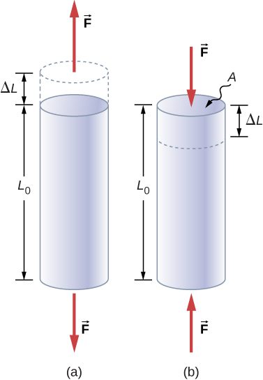 Figure a is a cylindrical rod standing on its end with a height of L sub zero. Two vectors labeled F extend away from each end. A dotted outline indicates that the rod is stretched by a length of delta L. Figure b is a similar rod of identical height L sub zero, but two vectors labeled F exert a force toward the ends of the rod. A dotted line indicates that the rod is compressed by a length of delta L.