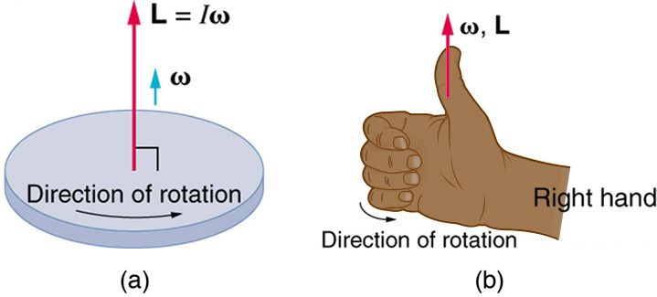 In figure a, a disk is rotating in counter clockwise direction. The direction of the angular momentum is shown as an upward vector at the centre of the disk. The vector is labeled as L is equal to I-omega. In figure b, a right hand is shown. The fingers are curled in the direction of rotation and the thumb is pointed vertically upward in the direction of angular velocity and angular momentum.