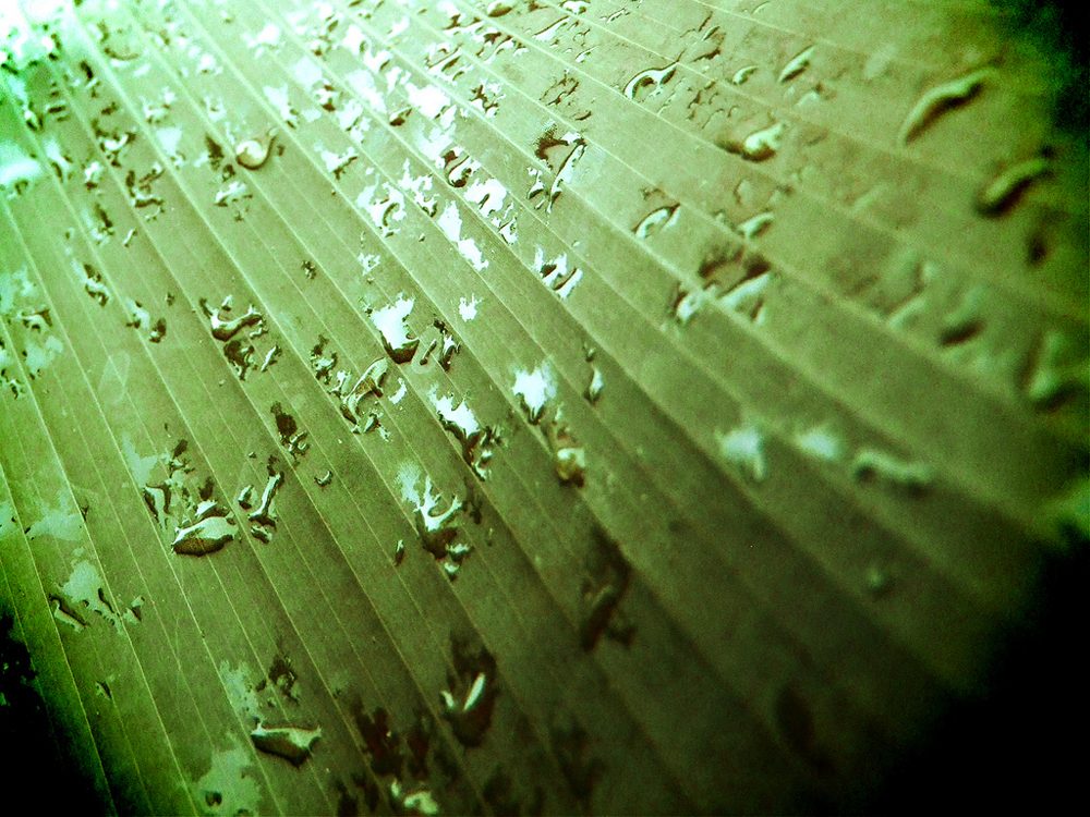 Close-up of a vibrant green leaf adorned with sparkling water droplets after a refreshing rain shower, highlighting its natural textures and patterns.