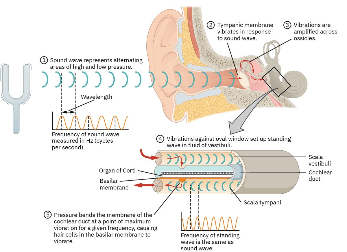 Schematic diagram of the middle and inner ear with various parts labeled.