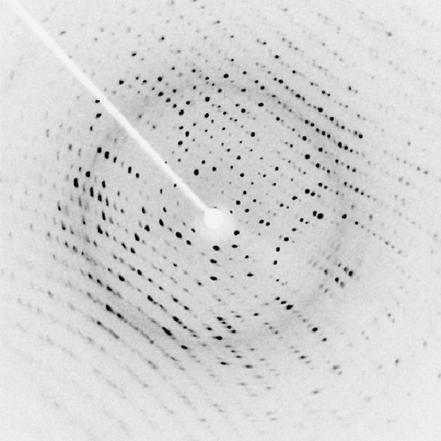 An x ray diffraction image, which resembles a structured array of small black dots on a white background. A white arm extends from the top left to the center of the image, where there is a small white disk. This white disk is the shadow of the beam block, which blocks the part of the incident x ray beam that was not diffracted by the crystal.