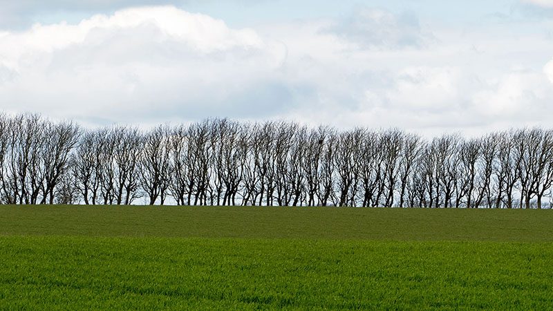 A row of trees with no leaves.