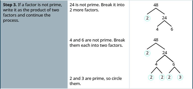 One row down, the first cell says: “Step 3. If a factor is not prime, write it as the product of two factors and continue the process.” In the second cell, the instructions say: “24 is not prime. Break it into 2 more factors.” The third cell contains the original factor tree, with 48 at the top and two downward-pointing branches terminating at 2, which is underlined, and 24. Two more branches descend from 24 and terminate at 4 and 6 respectively. One line down, the instructions in the middle of the cell say “4 and 6 are not prime. Break them each into two factors.” In the cell on the right, the factor tree is repeated once more. Two branches descend from the 4 and terminate at 2 and 2. Both 2s are circled. Two more branches descend from 6 and terminate at a 2 and a 3, which are both circled. The instructions on the left say “2 and 3 are prime, so circle them.”