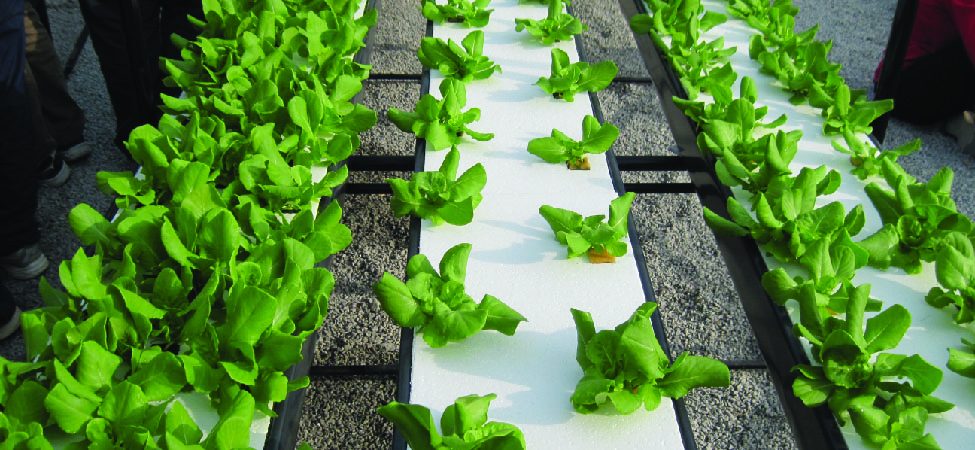A photo of rows of vegetables growing in water in a greenhouse.