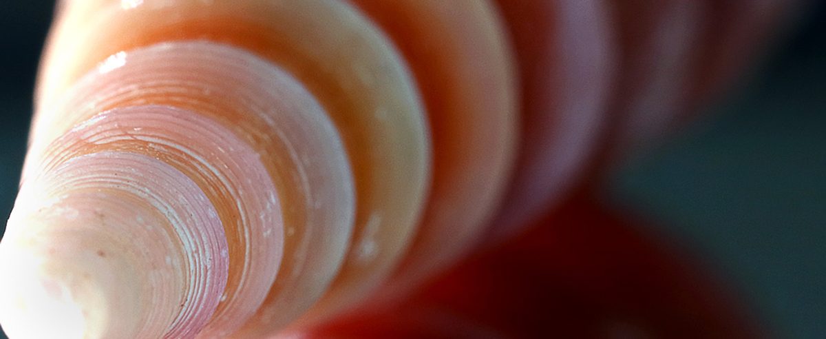 Photo of a seashell showing recursive spiral pattern.