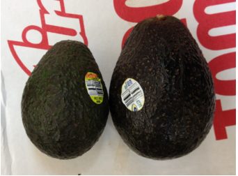 Photo of two avocados lying side by side on a store bag, both the same dark, rounded pear shape. The jumbo one on the right is roughly a fifth wider and a fifth taller than the regular one on the left; nothing in the photo gives an absolute scale.