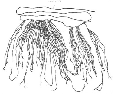 Drawing of a surviving quipu: a thick main cord doubled back on itself across the top, with dozens of pendant cords hanging below it in two dense clusters, many of them knotted along their length and carrying further subsidiary cords of their own.