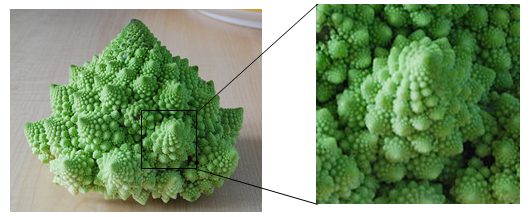 Two photographs of a head of Romanesco broccoli: the whole head of green spiral cones on the left with a small square outlined on one bud, and that square enlarged on the right, showing the same cone and spiral pattern repeated at a smaller scale.