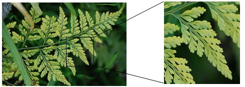Two photographs of a fern frond: the whole frond on the left with a small square outlined around one leaflet, and that square enlarged on the right, showing that the single leaflet has the same shape as the entire frond.