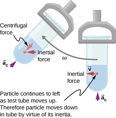 Illustration of a test tube in a centrifuge, moving in a clockwise circle with angular velocity omega. The test tube is shown at two different positions: at the bottom of the circle and approximately 45 degrees later. It is oriented radially, with the open end closer to the center. The contents are at the bottom of the test tube. The following directions are indicated: In the bottom position, the centripetal acceleration a sub c is radially inward, the velocity, v, and the inertial force are horizontally in the direction of motion (to the left in the figure.) A short time later, when the tube has moved up and to the left, the centripetal acceleration a sub c is radially inward, the inertial force is to the left, and the centrifugal force is radially outward. We are told that the particle continues to left as test tube moves up. Therefore, particle moves down in tube by virtue of its inertia.