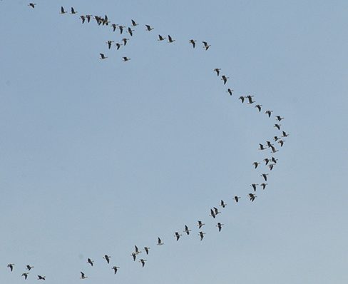 A photograph of geese flying in a V formation.