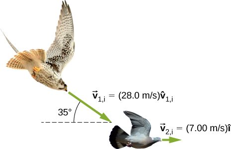 A hawk is flying toward a dove. The hawk is moving in a direction that is 35 degrees down from the horizontal at v 1 i = 28.0 meters per second v 1 i hat. The dove is moving to the right at 7.00 meters per second i hat.