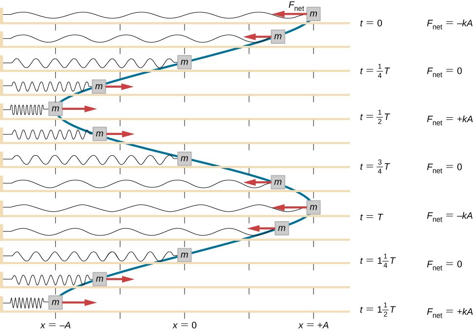 A series of illustrations of a mass, attached to a horizontal spring and sliding on a horizontal surface, is shown. The position of the mass, the spring, and the force on the mass are illustrated every eighth period from t = 0 to t = one and a half periods. The illustrations are aligned vertically and the positions of the mass are connected from one graph to the next using a blue line, creating a graph of the position (horizontal) dependence on time (vertical). The x = 0 position is at the center of the horizontal surface. In the top graph, the mass is at x = +A, the net force is to the left and is equal to – k A. The spring is stretched the maximum amount. The time is t = 0. In the second graph, the mass is between x = +A/2 and x = A, the net force is to the left and smaller than in the previous graph. The spring is stretched less than at t=0. In the third graph, the mass is at x = 0, there is no net force. The spring is relaxed. The time is t = one quarter T. In the fourth graph, the mass is between x = -A/2 and x = -A, the net force is to the right. The magnitude of the force is the same as that in the second graph. The spring is somewhat compressed. In the fifth graph, the mass is at x = -A, the net force is to the right and is equal to + k A. The spring is compressed the maximum amount. The time is t = 1/2 T. In the sixth graph, the mass is between x = -A/2 and x = -A, the net force is to the right. The magnitude of the force is the same as that in the second graph. The spring is somewhat compressed. This graph is identical to the fourth graph. In the seventh graph, the mass is at x = 0, there is no net force. The spring is relaxed. The time is t = 3/4 T. This graph is identical to the third graph. In the eighth graph, the mass is between x = +A/2 and x = A, the net force is to the left. This graph is identical to the second graph. In the ninth graph, the mass is at x = +A, the net force is to the left and is equal to – k A. The spring is stretched the maximum amount. The time is t = 0. This graph is identical to the first (top) graph. The remaining four graphs repeat the second, third, fourth and fifth graphs, with the eleventh graph’s time at t = 1 and 1/4 T and the thirteenth at t = 1 and 1/2 T. The curve connecting the positions of the mass forms a vertical sinusoidal curve.