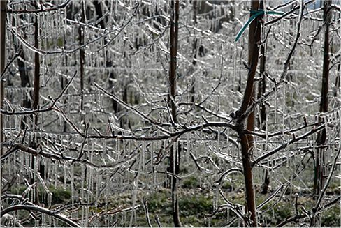 Photograph of streaks of ice hanging from branches of trees.