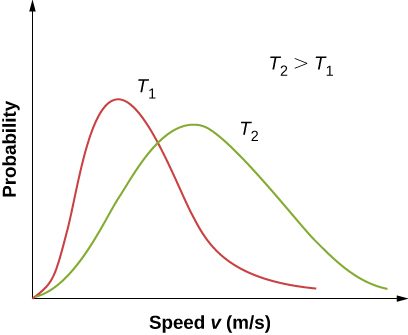 Two distributions of probability versus velocity v in meters per second at two different temperatures, T one and T two, are plotted on the same graph. Temperature two is greater than Temperature one. The distribution for T two has a broader peak with a maximum at a higher velocity and lower probability than the distribution for Temperature one.