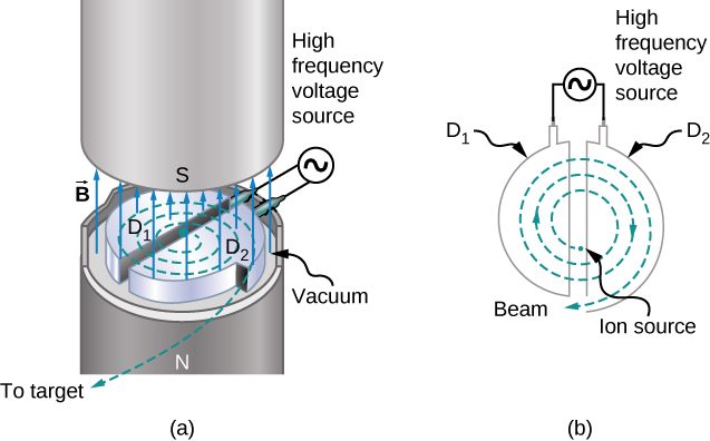 The path of ions in a cyclotron is illustrated. The dees are two halves of a circle, slightly separated from each other to form a gap. A high frequency voltage source connects the dees across the gap. The particles are generated by an ion source near the center and spiral outward. The magnetic field is perpendicular to the plane of the motion.