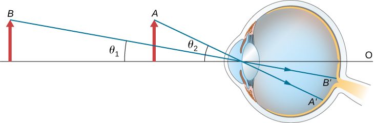 Two objects of the same size are shown in front of an eye. Object A is closer to the eye and forms an angle theta 2 with the optical axis. Object B is farther away and forms an angle theta 1 with the optical axis. Inside the eye, the rays strike the retina. Ray B prime is closer to the optical axis than ray A prime.