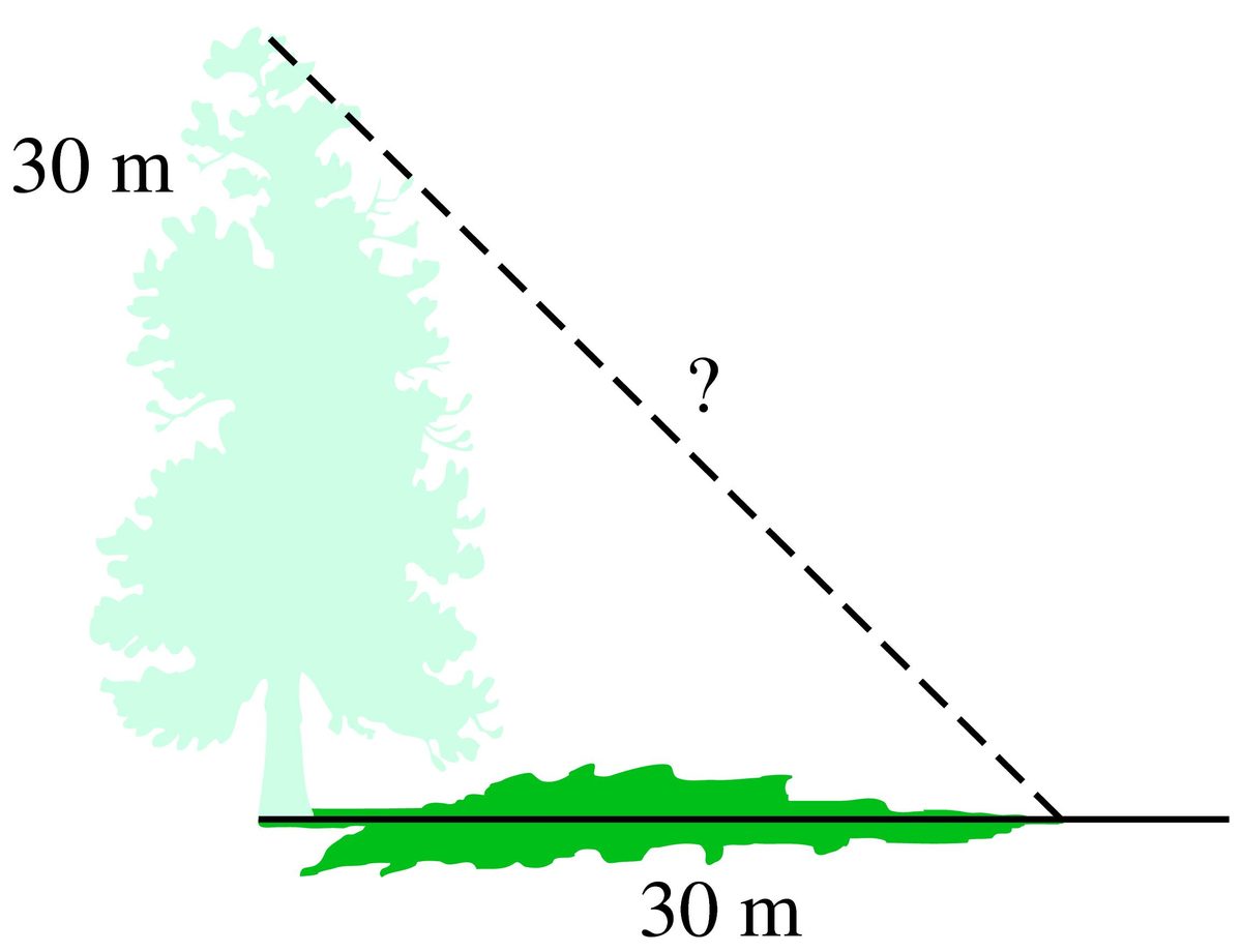tree and shadow