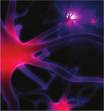 neurons, 3D4Medicalcom/Getty Images