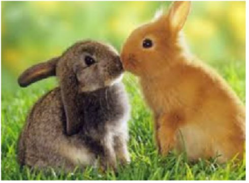 bunnies