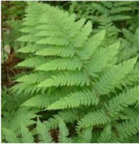 fern