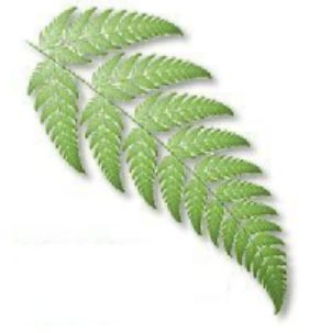 fern